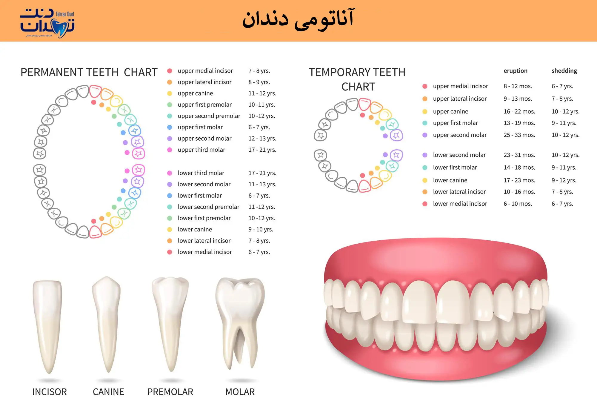 دندان آسیا کدام است